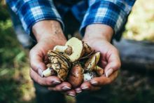 Manfaat jamur untuk kesehatan sangat banyak.