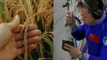  Astronot China Dikabarkan Mampu Menanam Padi di Ruang Angkasa