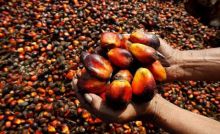 Buah kelapa sawit. Sumber: Kaltimprov