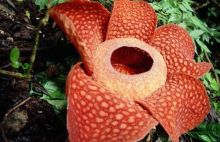 Pria Ini Menemukan Rafflesia, Bunga Terbesar di Dunia, Saat Berjalan di Tengah Hutan di Indonesia