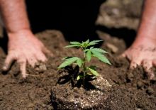 Biden Mengampuni Ribuan Orang yang Dihukum Karena Kepemilikan Ganja