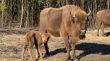 Bison liar pertama lahir di Inggris setelah ribuan tahun setelah kehamilan yang tak terduga /The Guardian