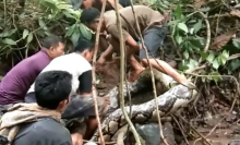 Ular Piton Sepanjang 22 Kali Menelan Wanita Berusia 54 Tahun Hidup-Hidup di Indonesia, Bikin Penduduk Desa Memotong Perut Ular