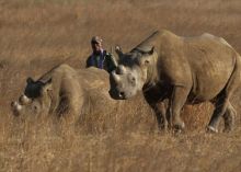 China Menempati Peringkat Teratas Pasar Cula Badak