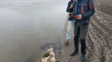 Anjing Laut yang terancam punah ditemukan mati di Pantai Kazakh, Laut Kaspia /AFP