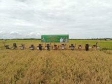 Panen raya di Desa Mentayan