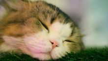 10 Posisi Tidur Kucing dan Artinya yang Perlu Diketahui