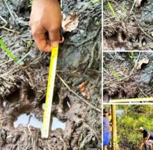 Warga Kampung Suak Lanjut Siak Dihebohkan Penemuan Jejak Kaki Harimau