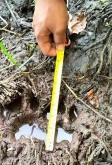 BBKSDA Riau Pantau Jejak Kaki Harimau Di Suak Lanjut Siak