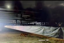 BBKSDA Riau Benarkah Penampakan Harimau Sumatera Yang Tertangkap Kamera CCTV Di Siak