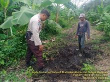 Mencekam Teror Harimau Liar Hantui Dua Kecamatan Di Siak 