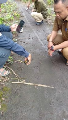 Waspada, Harimau Liar Masih Berkeliaran Di Siak