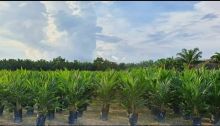 _Caption : Barisan bibit sawit PT Perkebunan Nusantara V. PTPN V kembali menggulirkan program bibit sawit unggul untuk petani Riau. Tahun ini, perusahaan plat merah itu siap menyalurkan 230.000 bibit sawit unggul ke masyarakat melalui aplikasi berbasis Android, Sawit Rakyat Online._