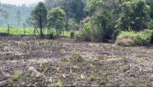 Lahan Edelwies Rawa di Kampung Cai Ranca Upas Rusak
