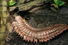 Kaki Seribu Terbesar di Dunia