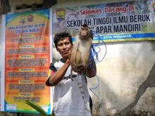 Sekolah Tinggi Ilmu Beruk