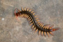 Stop Membunuh Kelabang yang Muncul di Rumah, Ini Alasannya 