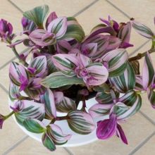 5 Tanaman Hias yang Cocok Jadi Dekorasi Saat Lebaran 