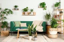 Tanaman Hias Pembawa Keberuntungan Menurut Feng Shui 