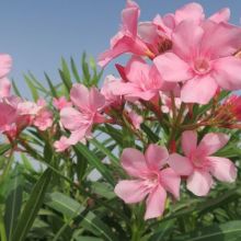 Ternyata, 5 Bunga yang Cantik Ini Beracun 