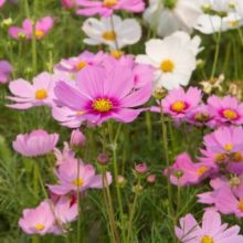 5 Tanaman Bunga Semusim yang Dapat Mentoleransi Sinar Matahari Penuh