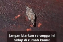 Apa Itu Kamitetep, Serangga di Rumah yang Bisa Bikin Kulit Gatal? 