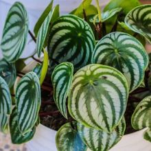 Tanaman Hias yang Cocok Diletakkan di Rak 