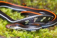 3 Tanaman yang Disukai Ular, Segera Cabut  Ya...