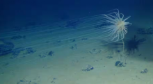 Relicanthus sp.—spesies baru dari orde baru Cnidaria yang dikumpulkan pada ketinggian 4.100 meter di Clarion-Clipperton Fracture Zone (CCZ) yang hidup di batang spons yang melekat pada nodul /Craig Smith dan Diva Amon, ABYSSLINE
