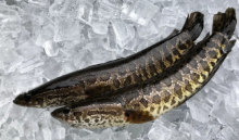 Amerika Perintahkan Ikan Gabus Dibunuh, Kenapa?