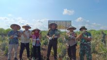 Panen raya Nenas Madu Kodim 0303 Bengkalis