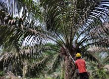 Petani Plasma PTPN V Sambut Baik Pembentukan PalmCo