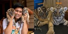 Sudah 7 Anak Harimau Alshad Ahmad Mati, Natizen: Izinnya Gak Dicabut Nih?. (Diadona.id/Foto)