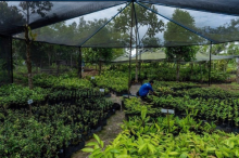 Keren, Begini Perjuangan RAPP Merawat Penyangga Pulau Padang, Lestarikan Hutan untuk Kemaslahatan