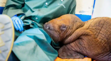 Anak anjing walrus Pasifik yang diselamatkan menyandarkan kepalanya di pangkuan seorang anggota staf di Program Respons Satwa Liar di Seward, Alaska /AP
