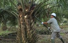 Karyawan tampak melaksanakan tugas di kebun sawit PT Perkebunan Nusantara V. Anak perusahaan Holding Perkebunan Nusantara III (Persero) tersebut terus mengedepankan program keselamatan dan kesehatan kerja seluruh karyawan agar tercipta tempat kerja yang aman, efesien, dan produktif