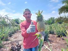 Petani Binaan RAPP Raup Untung dari Nanas Madu