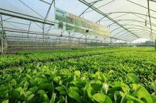 Yuk, Intip Peran Penting Pembibitan di Industri Kehutanan PT RAPP  