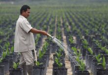 Petani Apresiasi Bibit Sawit Unggul Bersertifikat PTPN V