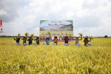 Bupati Alfedri Panen Raya Padi, Petani Gembira Harga Gabah Tinggi