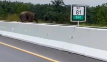 Heboh! Gajah Liar Melintas di Jalan Tol Pekanbaru-Dumai. (Tangkapan Layar/SabangMareukeNews)