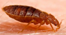 Gambar representasi kutu busuk yang makan dari kulit manusia /net