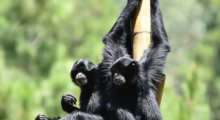 Owa Siamang ditemukan di hutan hujan di Indonesia, Malaysia dan Thailand. Mereka sangat langka akhir-akhir ini dan terdaftar sebagai terancam punah di Daftar Merah Uni Internasional untuk Konservasi Alam /X