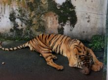 Fakta Seputar Harimau Sumatera di Medan Zoo yang Ternyata Mati Lebih Cepat. (Tangkapan Layar/X @MongabayID)