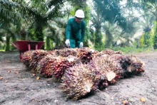 Petani sawit mitra PTPN IV PalmCo Regional 3 saat menghitung hasil panen mereka yang melimpah usai mengikuti program PSR anak perusahaan Holding Perkebunan Nusantara III (Persero) tersebut. (Dok. PTPN IV PalmCo Regional 3)