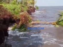 Kondisi perkebunan warga yang hanyut ke laut