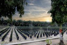 Hamparan pembibitan sawit unggul bersertifikat di Kebun Sei Pagar Regional 3 PTPN IV PalmCo, Kabupaten Kampar, Provinsi Riau.