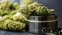 Pemerintah Jerman Legalkan Ganja untuk Penggunaan Pribadi, Ini Alasannya   