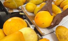 Timun Suri Bisa Redakan Asam Lambung? Ini Faktanya Menurut Dokter Pencernaan  