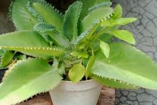 5 Manfaat Cocor Bebek untuk Kesehatan dan Cara Pengolahannya  